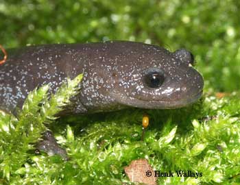 Hynobius chinensis