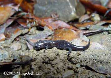 Hynobius formosanus juvenile