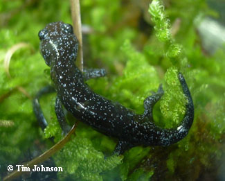 Hynobius lichenatus