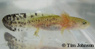 Hynobius lichenatus