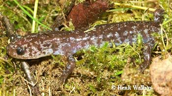 Hynobius lichenatus