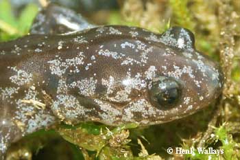 Hynobius lichenatus