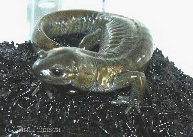 Hynobius nigrescens