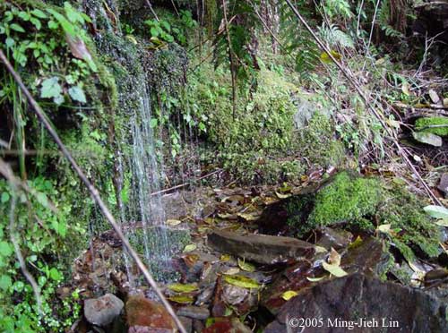 Hynobius sonani habitat