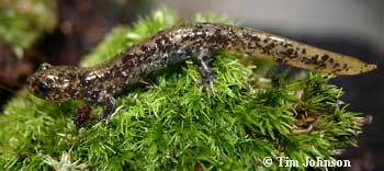 Hynobius stejnegeri