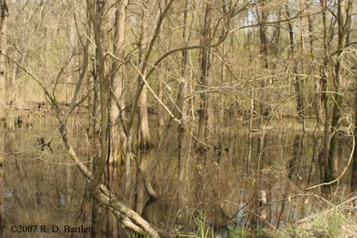 Necturus beyeri habitat