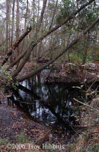 Necturus sp. habitat