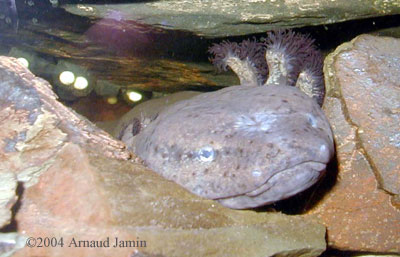 mudpuppy with eggs