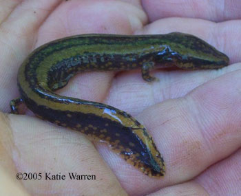 mudpuppy juv