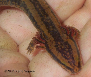 mudpuppy juv