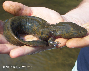 mudpuppy