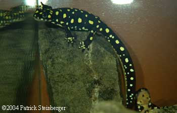 Neurergus crocatus