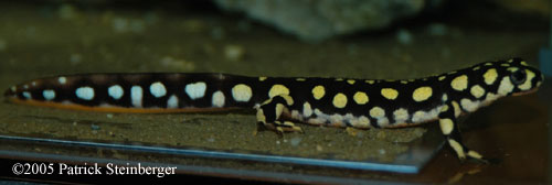 Neurergus crocatus