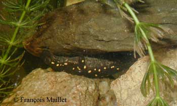 Neurergus strauchii laying eggs