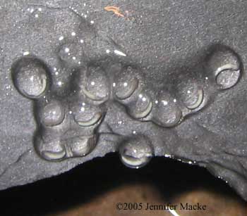 Neurergus strauchii eggs