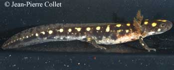 Neurergus strauchii larva