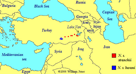 Neurergus strauchii range map