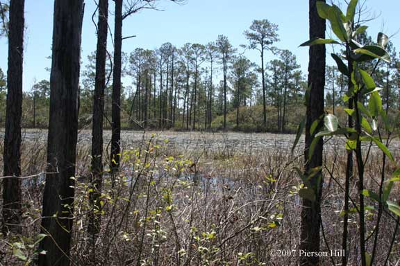 N perstriatus habitat