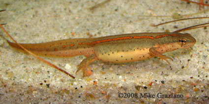 Notophthalmus perstriatus