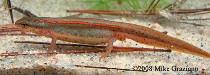 Notophthalmus perstriatus