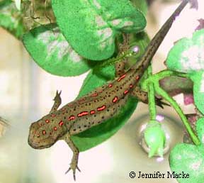 Notophthalmus viridescens