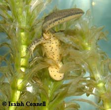 Notophthalmus viridescens