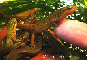 Notophthalmus viridescens