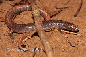 Oedipina tomasi