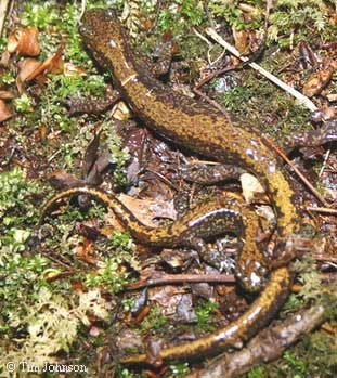 Onychodactylus japonicus