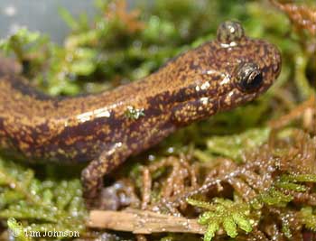 Onychodactylus japonicus