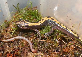 Onychodactylus japonicus