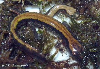 Onychodactylus japonicus