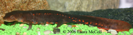 paddletail newt