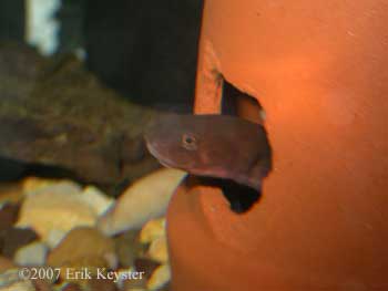 Pachytriton female guarding eggs