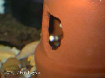 Pachytriton eggs