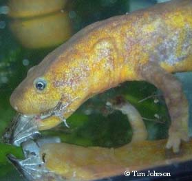 newt eating frog