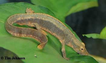 Paramesotriton caudopunctatus