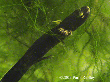 Paramesotriton caudopunctatus