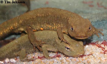 warty newt