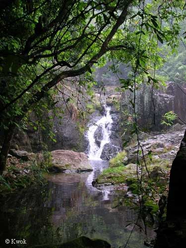 Paramesotriton hongkongensis habitat