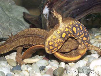 Paramesotriton hongkongensis