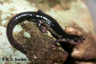 Plethodon amplus