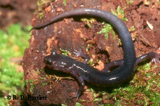 Plethodon amplus