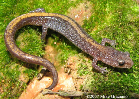 Plethodon angusticlavius