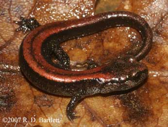 Plethodon asupak