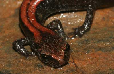 Plethodon asupak