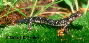 Plethodon aureolus