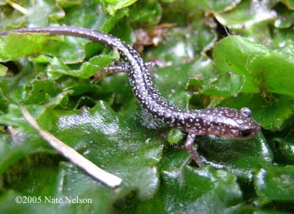 Plethodon caddoensis