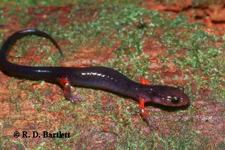 Plethodon cheoah