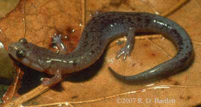 Plethodon dorsalis